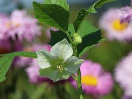 Image result for Lampionblume