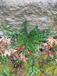 Attēlu rezultāti vaicājumam “Taraxacum suecicum leaf”