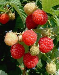 Attēlu rezultāti vaicājumam “Rubus idaeus fruit”