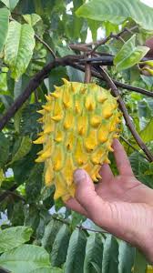 Attēlu rezultāti vaicājumam “Briza media fruit”