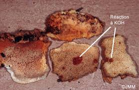 Attēlu rezultāti vaicājumam “Hapalopilus aurantiacus”