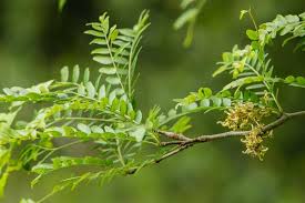 Attēlu rezultāti vaicājumam “Gleditsia triacanthos flower”