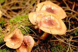 Attēlu rezultāti vaicājumam “Tricholomopsis decora”