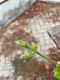 Attēlu rezultāti vaicājumam “Geranium bohemicum bud”