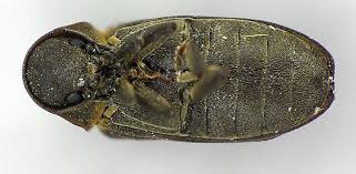 Attēlu rezultāti vaicājumam “Anobium pertinax”