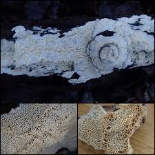 Attēlu rezultāti vaicājumam “Ceriporiopsis aneirina”