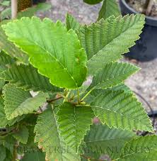 Attēlu rezultāti vaicājumam “Alnus”