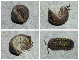Attēlu rezultāti vaicājumam “Armadillidium pulchellum”