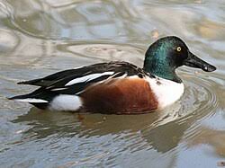 Attēlu rezultāti vaicājumam “Anas clypeata male”