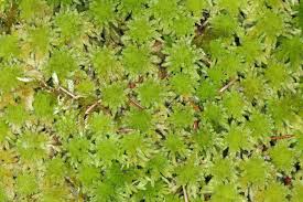 Attēlu rezultāti vaicājumam “Sphagnum quinquefarium”