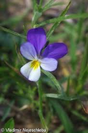 Attēlu rezultāti vaicājumam “Viola tricolor subsp. curtisii bud”
