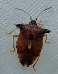 Attēlu rezultāti vaicājumam “Elasmucha ferrugata”