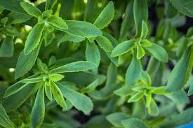 Image result for Stevia rebaudiana