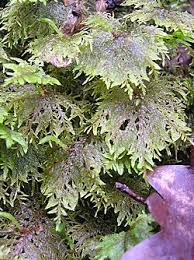 Attēlu rezultāti vaicājumam “Hylocomium splendens sporophyte”