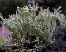 Attēlu rezultāti vaicājumam “Cladonia ramulosa”