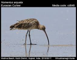 Attēlu rezultāti vaicājumam “Numenius arquata”