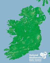 Attēlu rezultāti vaicājumam “Cribraria cancellata var. fusca”