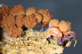 Attēlu rezultāti vaicājumam “Arcyria incarnata calyculus”