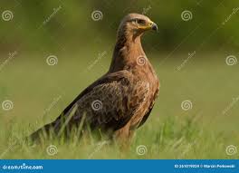 Attēlu rezultāti vaicājumam “Aquila pomarina”