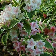 Attēlu rezultāti vaicājumam “Weigela praecox”