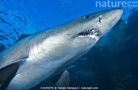 Image result for Odontaspis ferox