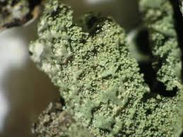 Attēlu rezultāti vaicājumam “Parmelia submontana”