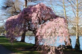 Attēlu rezultāti vaicājumam “Prunus padus var. roseiflora”