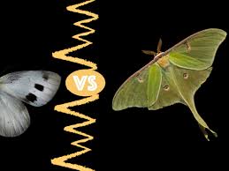 Attēlu rezultāti vaicājumam “Lepidoptera”