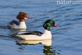 Attēlu rezultāti vaicājumam “Mergus merganser male”