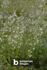 Attēlu rezultāti vaicājumam “Silene nutans”