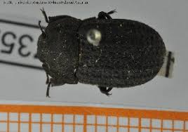 Attēlu rezultāti vaicājumam “Opatrum sabulosum”