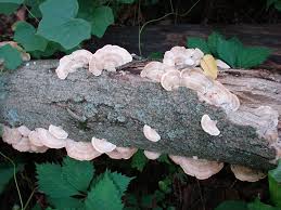 Attēlu rezultāti vaicājumam “Cerrena unicolor”