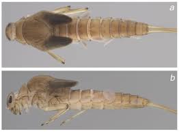 Attēlu rezultāti vaicājumam “Ephemeroptera larva”