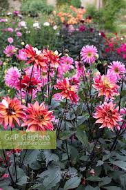 Image result for Dahlia Darkarin`