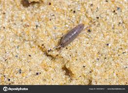 Attēlu rezultāti vaicājumam “Talitrus saltator”