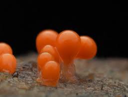 Attēlu rezultāti vaicājumam “Hemitrichia decipiens stalked”