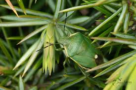 Attēlu rezultāti vaicājumam “Chlorochroa juniperina”