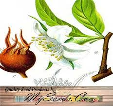 Attēlu rezultāti vaicājumam “Mespilus germanica fruit”