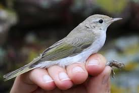 Image result for Phylloscopus orientalis