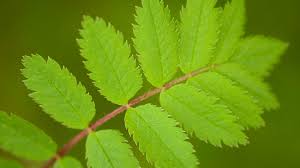 Attēlu rezultāti vaicājumam “Sorbus aucuparia leaf”