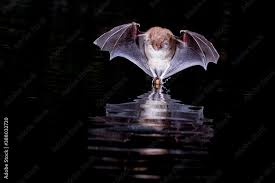 Attēlu rezultāti vaicājumam “Myotis daubentonii”