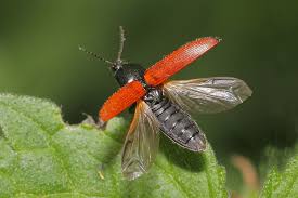 Attēlu rezultāti vaicājumam “Ampedus sp.”