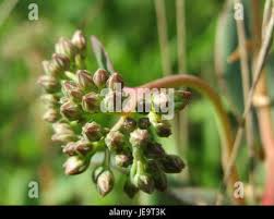 Attēlu rezultāti vaicājumam “Hylotelephium telephium bud”