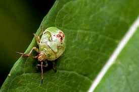 Attēlu rezultāti vaicājumam “Elasmostethus interstinctus nymph”