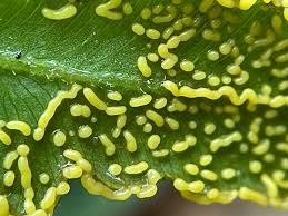 Attēlu rezultāti vaicājumam “Physarum, Nannengaella sp.”