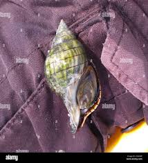 Image result for Cinctura hunteria