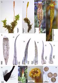 Attēlu rezultāti vaicājumam “Ulota crispa sporophyte”