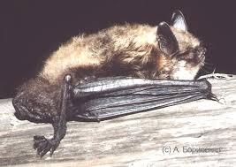 Attēlu rezultāti vaicājumam “Myotis brandtii”