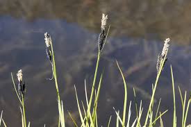 Attēlu rezultāti vaicājumam “Carex nigra”