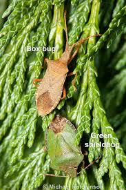 Attēlu rezultāti vaicājumam “Chlorochroa juniperina”